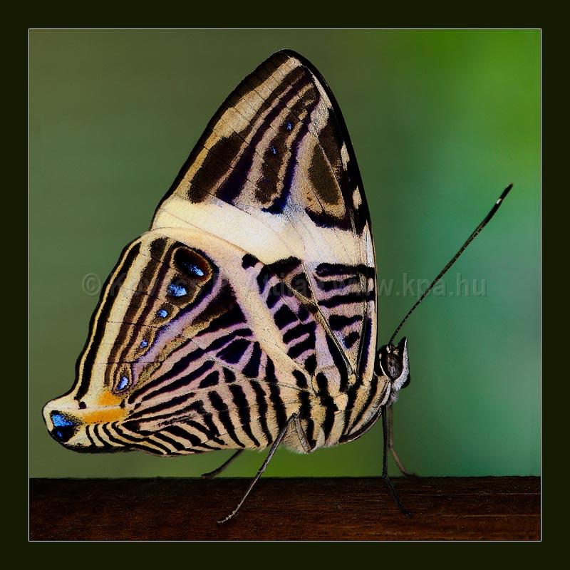 Butterfly_002.jpg