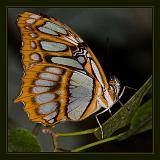 Butterfly_008