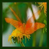 Butterfly_010