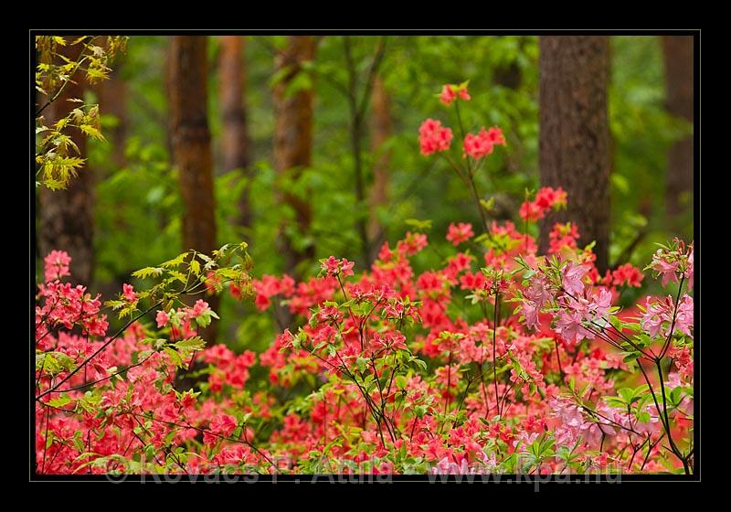 Jeli_Arboretum_008.jpg