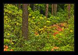 Jeli_Arboretum_032