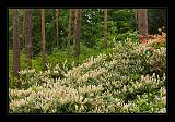 Jeli_Arboretum_066