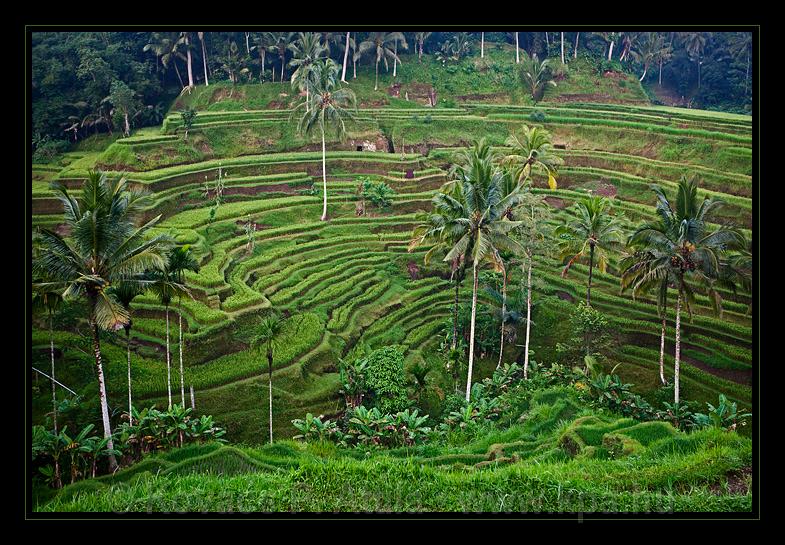 Bali_066.jpg