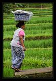 Bali_293