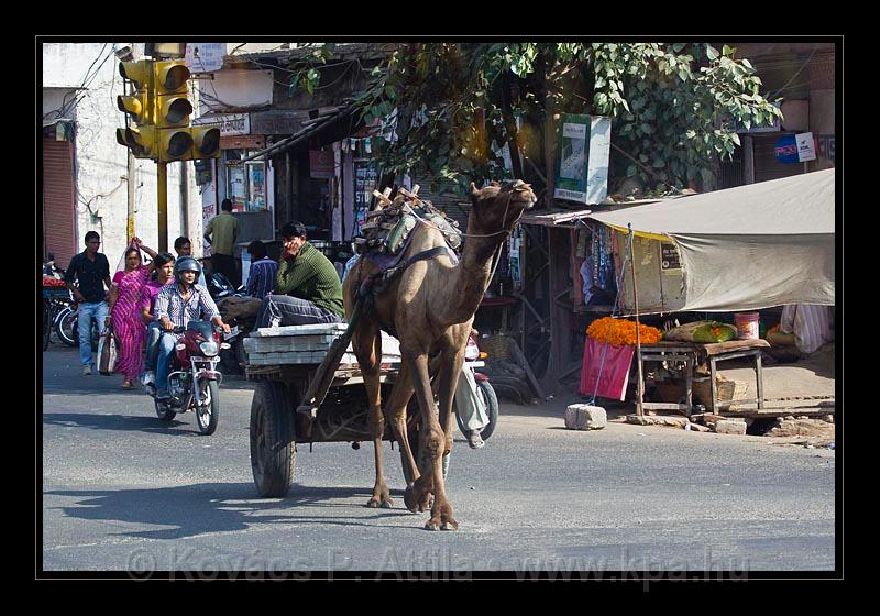 Jaipur-India_090.jpg