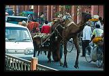 Jaipur-India_006