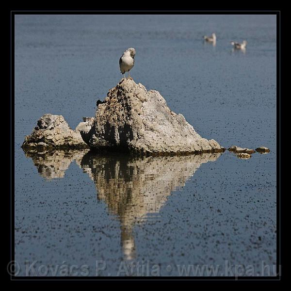 Mono_Lake_USA_015.jpg