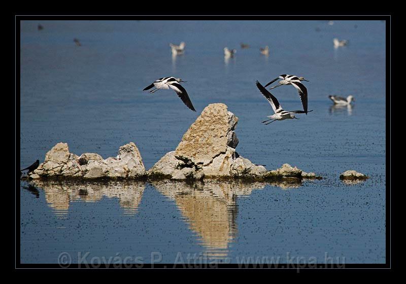 Mono_Lake_USA_022.jpg