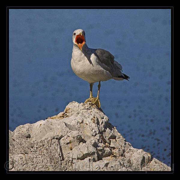 Mono_Lake_USA_024.jpg