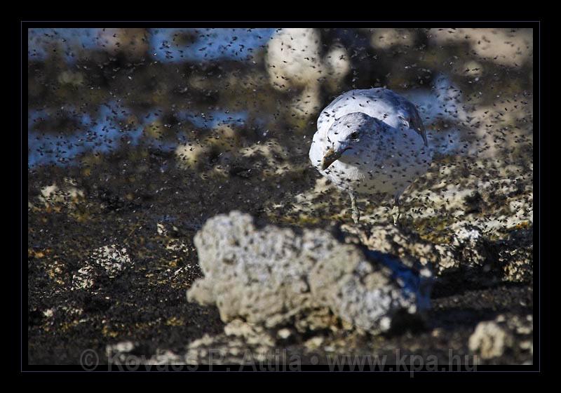 Mono_Lake_USA_068.jpg