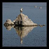 Mono_Lake_USA_015