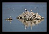 Mono_Lake_USA_016