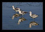 Mono_Lake_USA_020