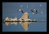 Mono_Lake_USA_022