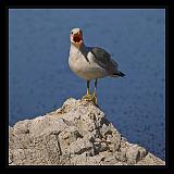 Mono_Lake_USA_024