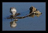 Mono_Lake_USA_025