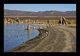 Mono_Lake_USA_043