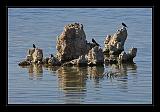 Mono_Lake_USA_059