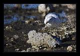 Mono_Lake_USA_068