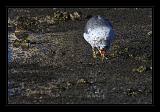 Mono_Lake_USA_071