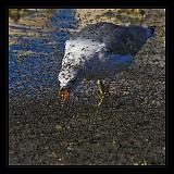 Mono_Lake_USA_072