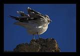 Mono_Lake_USA_074