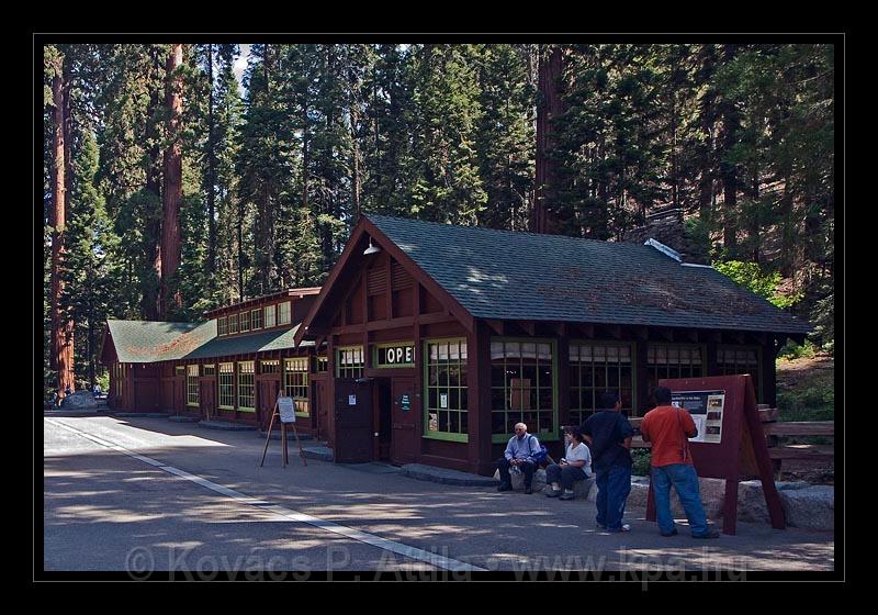 Sequoia_NP_013.jpg