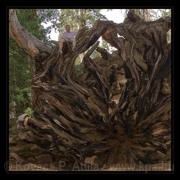 Sequoia_NP_022.jpg