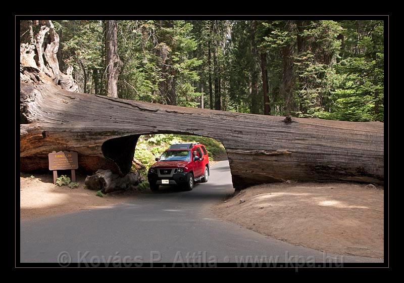 Sequoia_NP_025.jpg