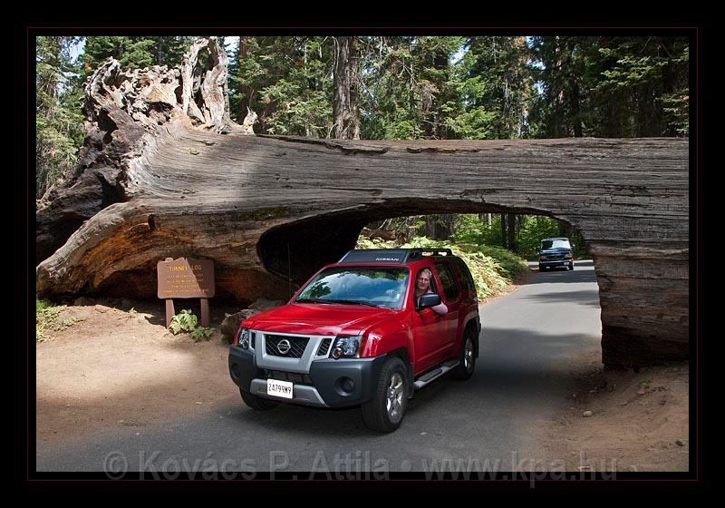 Sequoia_NP_026.jpg