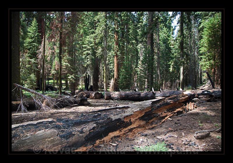 Sequoia_NP_028.jpg