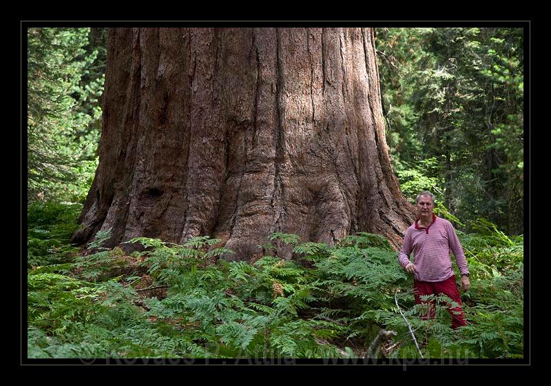 Sequoia_NP_030.jpg