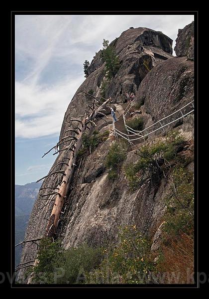 Sequoia_NP_033.jpg