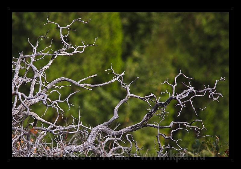 Sequoia_NP_037.jpg