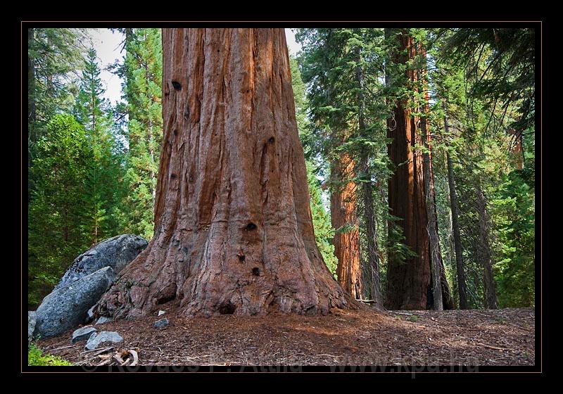 Sequoia_NP_042.jpg