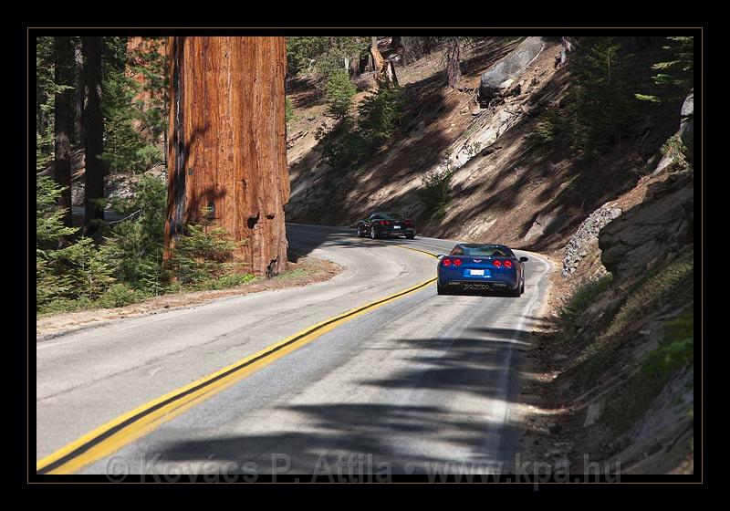 Sequoia_NP_044.jpg