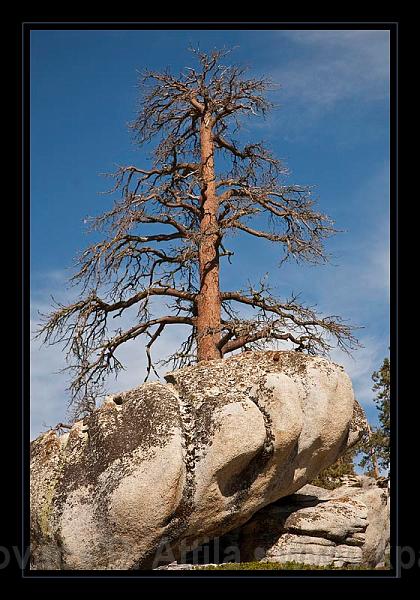 Sequoia_NP_049.jpg