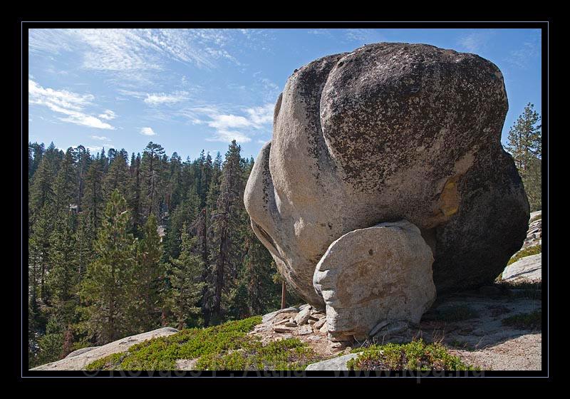 Sequoia_NP_050.jpg