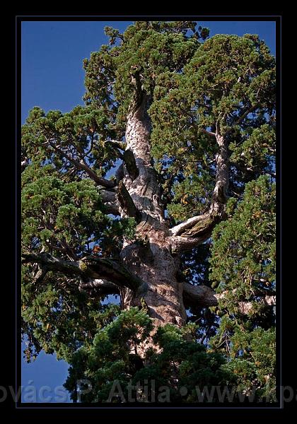 Sequoia_NP_065.jpg