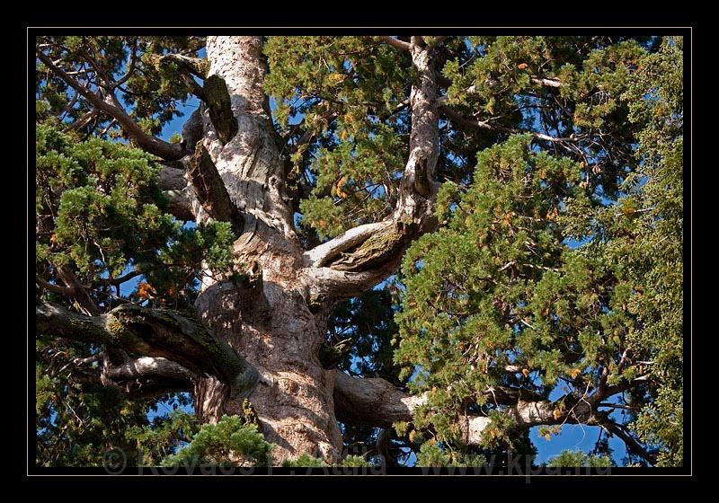 Sequoia_NP_066.jpg