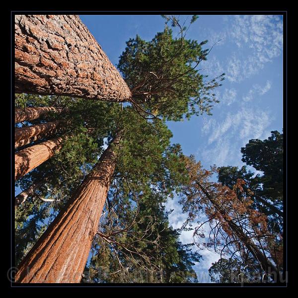 Sequoia_NP_074.jpg