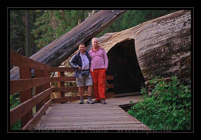 Sequoia_NP_079.jpg