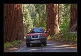 Sequoia_NP_008