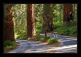 Sequoia_NP_009