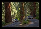 Sequoia_NP_010