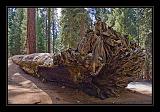 Sequoia_NP_014