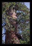 Sequoia_NP_018