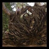 Sequoia_NP_022