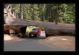 Sequoia_NP_025