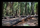 Sequoia_NP_028